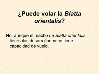 ¿Puede volar la Blatta
orientalis?
No, aunque el macho de Blatta orientalis
tiene alas desarrolladas no tiene
capacidad de vuelo.
 