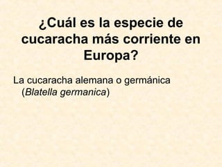 ¿Cuál es la especie de
cucaracha más corriente en
Europa?
La cucaracha alemana o germánica
(Blatella germanica)
 
