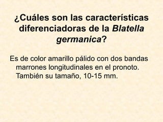 ¿Cuáles son las características
diferenciadoras de la Blatella
germanica?
Es de color amarillo pálido con dos bandas
marrones longitudinales en el pronoto.
También su tamaño, 10-15 mm.
 