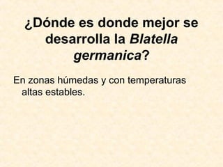 ¿Dónde es donde mejor se
desarrolla la Blatella
germanica?
En zonas húmedas y con temperaturas
altas estables.
 