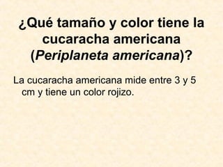 ¿Qué tamaño y color tiene la
cucaracha americana
(Periplaneta americana)?
La cucaracha americana mide entre 3 y 5
cm y tiene un color rojizo.
 