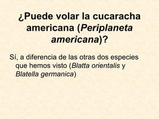 ¿Puede volar la cucaracha
americana (Periplaneta
americana)?
Sí, a diferencia de las otras dos especies
que hemos visto (Blatta orientalis y
Blatella germanica)
 