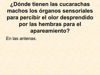 ¿Dónde tienen las cucarachas
machos los órganos sensoriales
para percibir el olor desprendido
por las hembras para el
apareamiento?
En las antenas.
 
