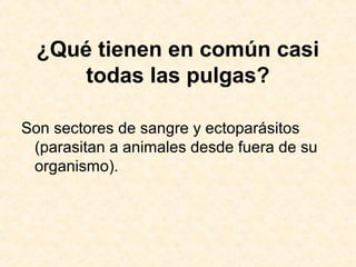 ¿Qué tienen en común casi
todas las pulgas?
Son sectores de sangre y ectoparásitos
(parasitan a animales desde fuera de su
organismo).
 