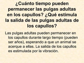 ¿Cuánto tiempo pueden
permanecer las pulgas adultas
en los capullos? ¿Qué estimula
la salida de las pulgas adultas de
los capullos?
Las pulgas adultas pueden permanecer en
los capullos durante largo tiempo (pueden
ser años), esperando a que un animal se
acerque a ellas. La salida de los capullos
es estimulada por la vibración.
 