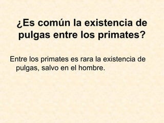 ¿Es común la existencia de
pulgas entre los primates?
Entre los primates es rara la existencia de
pulgas, salvo en el hombre.
 