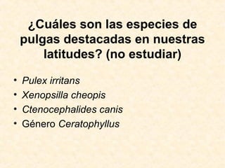 ¿Cuáles son las especies de
pulgas destacadas en nuestras
latitudes? (no estudiar)
• Pulex irritans
• Xenopsilla cheopis
• Ctenocephalides canis
• Género Ceratophyllus
 