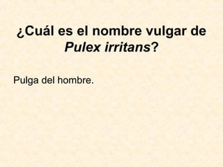 ¿Cuál es el nombre vulgar de
Pulex irritans?
Pulga del hombre.
 