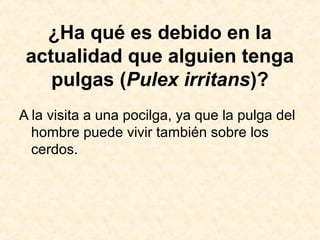 ¿Ha qué es debido en la
actualidad que alguien tenga
pulgas (Pulex irritans)?
A la visita a una pocilga, ya que la pulga del
hombre puede vivir también sobre los
cerdos.
 