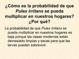 ¿Cómo es la probabilidad de que
Pulex irritans se pueda
multiplicar en nuestros hogares?
¿Por qué?
La probabilidad de que Pulex irritans se
pueda multiplicar en nuestros hogares es
baja porque las casas modernas están
demasiado limpias y secas para que las
larvas puedan sobrevivir.
 