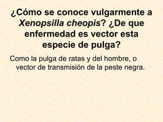 ¿Cómo se conoce vulgarmente a
Xenopsilla cheopis? ¿De que
enfermedad es vector esta
especie de pulga?
Como la pulga de ratas y del hombre, o
vector de transmisión de la peste negra.
 