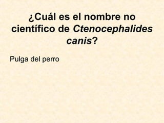 ¿Cuál es el nombre no
científico de Ctenocephalides
canis?
Pulga del perro
 