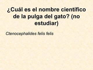 ¿Cuál es el nombre científico
de la pulga del gato? (no
estudiar)
Ctenocephalides felis felis
 