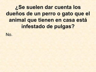 ¿Se suelen dar cuenta los
dueños de un perro o gato que el
animal que tienen en casa está
infestado de pulgas?
No.
 