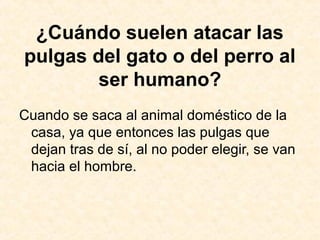 ¿Cuándo suelen atacar las
pulgas del gato o del perro al
ser humano?
Cuando se saca al animal doméstico de la
casa, ya que entonces las pulgas que
dejan tras de sí, al no poder elegir, se van
hacia el hombre.
 