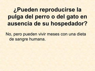 ¿Pueden reproducirse la
pulga del perro o del gato en
ausencia de su hospedador?
No, pero pueden vivir meses con una dieta
de sangre humana.
 
