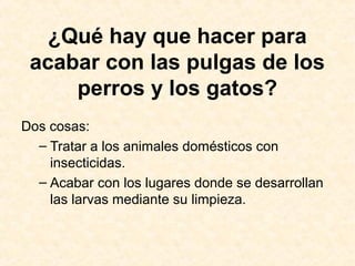 ¿Qué hay que hacer para
acabar con las pulgas de los
perros y los gatos?
Dos cosas:
– Tratar a los animales domésticos con
insecticidas.
– Acabar con los lugares donde se desarrollan
las larvas mediante su limpieza.
 