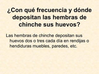 ¿Con qué frecuencia y dónde
depositan las hembras de
chinche sus huevos?
Las hembras de chinche depositan sus
huevos dos o tres cada día en rendijas o
hendiduras muebles, paredes, etc.
 