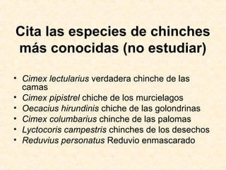 Cita las especies de chinches
más conocidas (no estudiar)
• Cimex lectularius verdadera chinche de las
camas
• Cimex pipistrel chiche de los murcielagos
• Oecacius hirundinis chiche de las golondrinas
• Cimex columbarius chinche de las palomas
• Lyctocoris campestris chinches de los desechos
• Reduvius personatus Reduvio enmascarado
 
