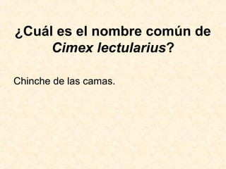 ¿Cuál es el nombre común de
Cimex lectularius?
Chinche de las camas.
 