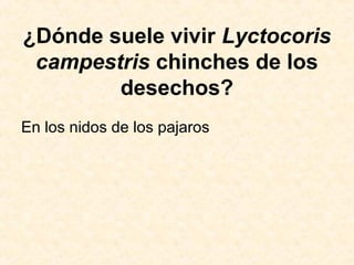¿Dónde suele vivir Lyctocoris
campestris chinches de los
desechos?
En los nidos de los pajaros
 