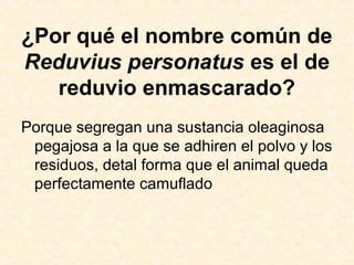¿Por qué el nombre común de
Reduvius personatus es el de
reduvio enmascarado?
Porque segregan una sustancia oleaginosa
pegajosa a la que se adhiren el polvo y los
residuos, detal forma que el animal queda
perfectamente camuflado
 