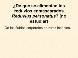 ¿De qué se alimentan los
reduvios enmascarados
Reduvius personatus? (no
estudiar)
De los fluidos corporales de otros insectos.
 