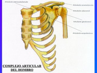 COMPLEJO ARTICULAR DEL HOMBRO 