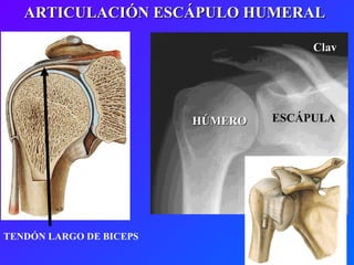 ESCÁPULA Clav HÚMERO ARTICULACIÓN ESCÁPULO HUMERAL TENDÓN LARGO DE BICEPS 