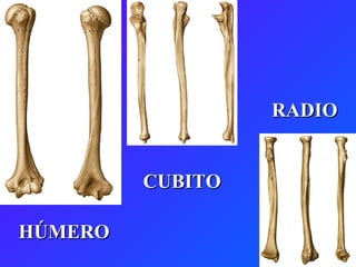 HÚMERO RADIO CUBITO 