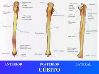 ANTERIOR   POSTERIOR   LATERAL CÚBITO 