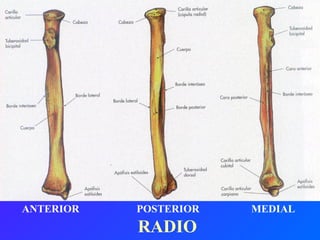 ANTERIOR   POSTERIOR   MEDIAL RADIO 