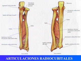 ARTICULACIONES RADIOCUBITALES 