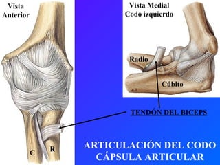 ARTICULACIÓN DEL CODO CÁPSULA ARTICULAR TENDÓN DEL BICEPS Cúbito Vista Medial Codo izquierdo Radio C R Vista Anterior 
