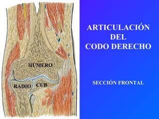 HÚMERO CUB RADIO ARTICULACIÓN DEL CODO DERECHO SECCIÓN FRONTAL 
