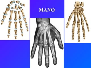 MANO 