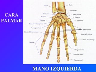 MANO IZQUIERDA CARA PALMAR 