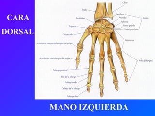 MANO IZQUIERDA CARA DORSAL 