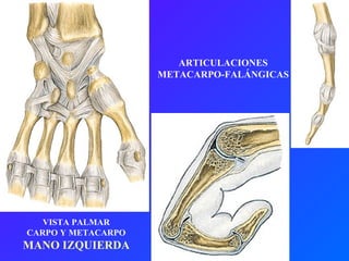 VISTA PALMAR CARPO Y METACARPO MANO IZQUIERDA ARTICULACIONES METACARPO-FALÁNGICAS 