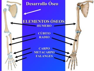 Desarrollo Óseo ELEMENTOS ÓSEOS: HUMERO CÚBITO RADIO CARPO METACARPO FALANGES 