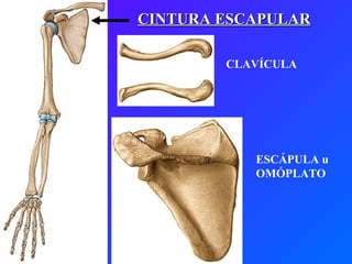 CINTURA ESCAPULAR CLAVÍCULA ESCÁPULA u OMÓPLATO 