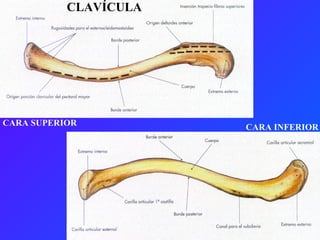 CARA SUPERIOR CARA INFERIOR CLAVÍCULA 