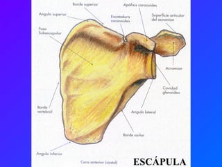 ESCÁPULA 