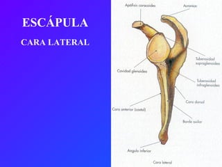 ESCÁPULA CARA LATERAL 