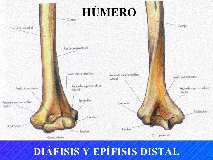 Tema 5. huesos del miembro superior