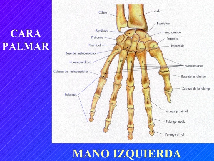 Huesos De La Mano Vista Anterior Y Posterior www.slideshare.net