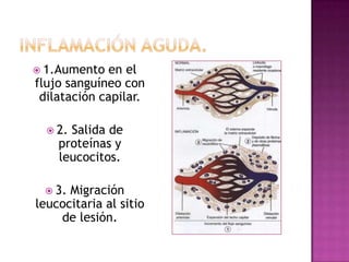  1.Aumento  en el
flujo sanguíneo con
 dilatación capilar.

   2.Salida de
    proteínas y
    leucocitos.

  3. Migración
leucocitaria al sitio
    de lesión.
 