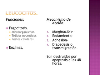 Funciones:                  Mecanismo de
                              acción.
 Fagocitosis.
     Microorganismos.      1.   Marginación-
     Tejidos necróticos.   2.   Rodamiento-
     Restos celulares.     3.   Adhesión-
                            4.   Diapedesis o
 Enzimas.                       transmigración.

                            Son destruidos por
                               apoptosis a las 48
                               horas.
 