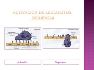 Adhesión.   Diapedesis.
 