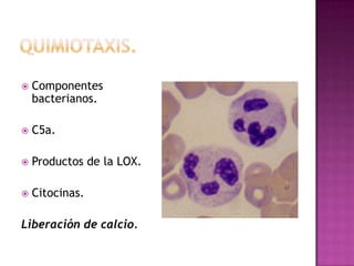    Componentes
    bacterianos.

   C5a.

   Productos de la LOX.

   Citocinas.

Liberación de calcio.
 